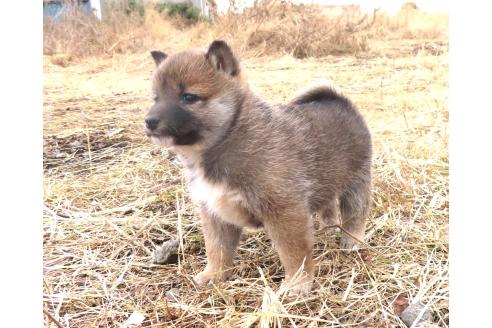 販売中の栃木県の柴犬-364430の3枚目